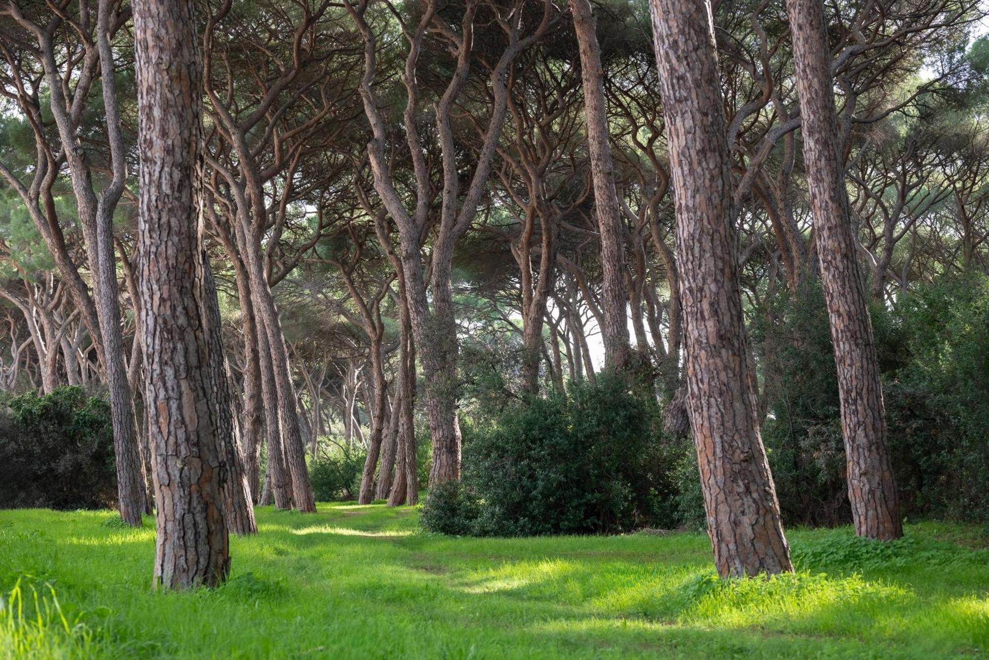 פולוניקה Hotel Parco Dei Pini - 100Mt Dal Mare מראה חיצוני תמונה